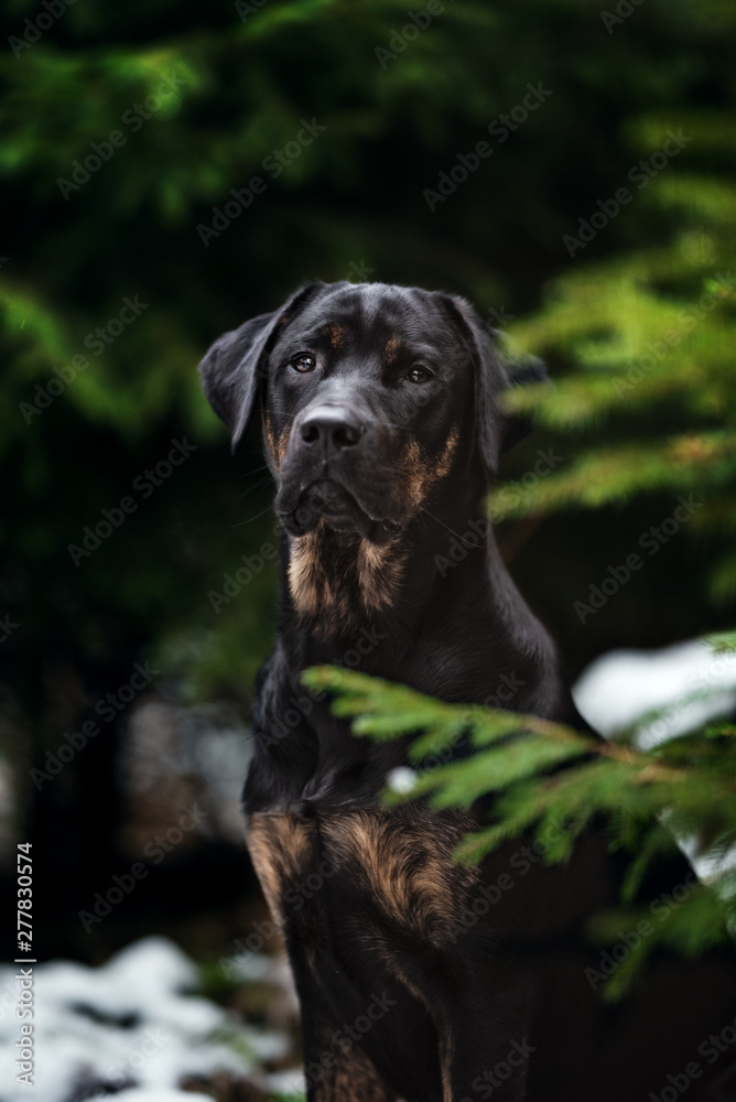Black and Tan Labrador Retriever im Wald Stock Photo Adobe Stock