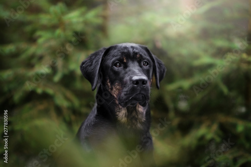 Black and Tan Labrador Retriever im Wald