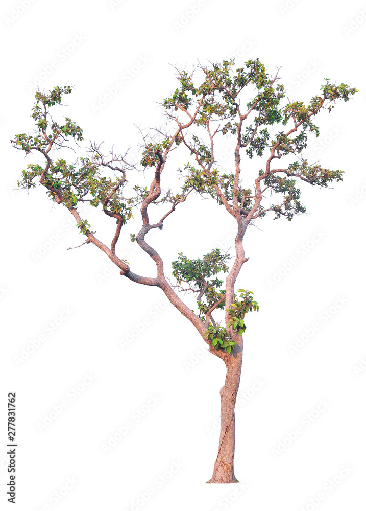 Obraz premium tree isolated on white background