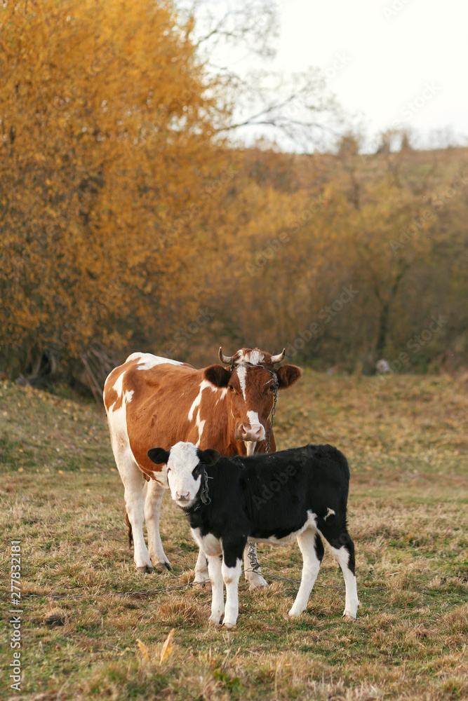 Beautiful cute black and white calf standing near brown cow and looking on background of autumn trees and field. Mother cow with baby cow grazing near trees, countryside living. Farmland