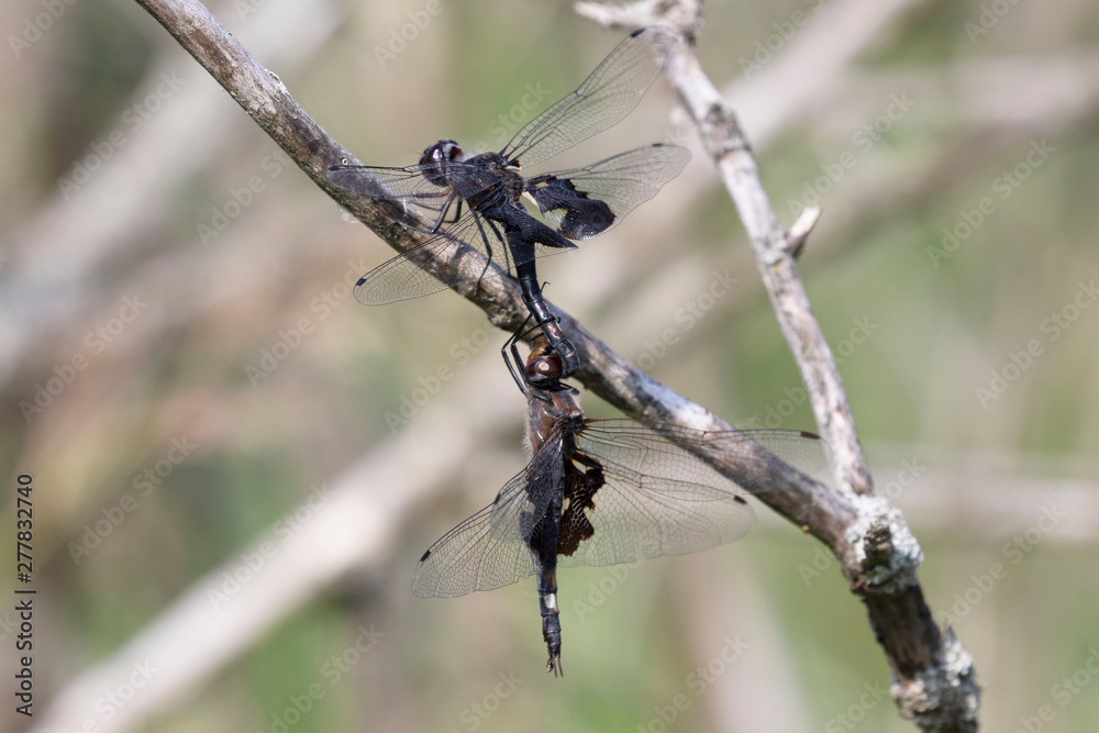 A male and a female dragonfly during mating A male and a female dragonfly during mating