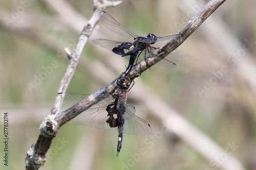 A male and a female dragonfly during mating