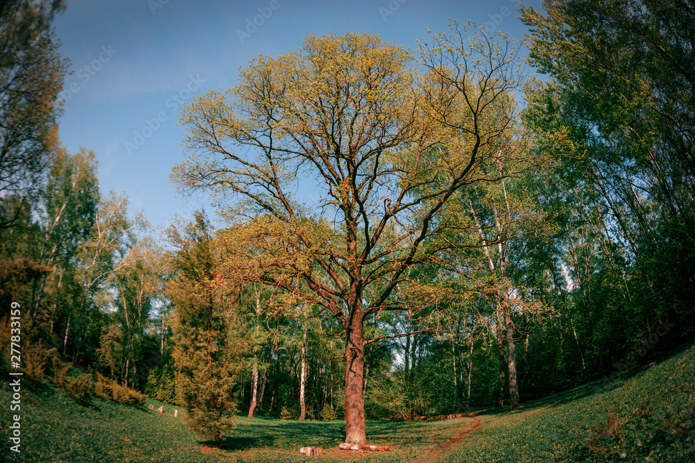 autumn in the park