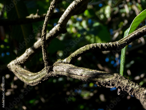 Detail of a weathered branch