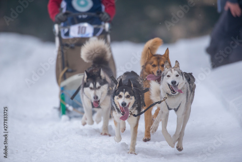 Husky dogs running with the sled at a competition