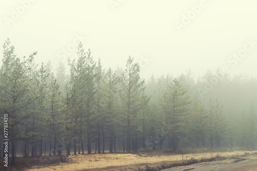 Mysterious coniferous forest near rural dirt road covered with heavy fog in early autumn morning. Pine trees with thick fog along village road. Scenic fall nature background