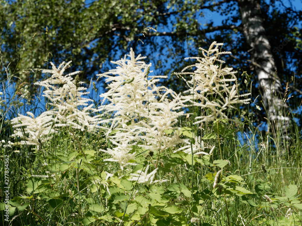 Der Wald-Geißbart (Aruncus dioicus) in Schwarzwald. Kleinen weissen Blüten die aus rispig angeordneten schmalen ährigen Teilblütenständen bestehen Der Wald-Geißbart (Aruncus dioicus) in Schwarzwald. Kleinen weissen Blüten die aus rispig angeordneten schmalen ährigen Teilblütenständen bestehen