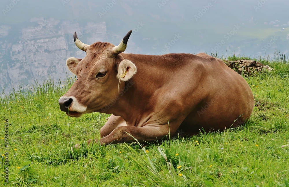 Milchkuh auf der Sommerweide