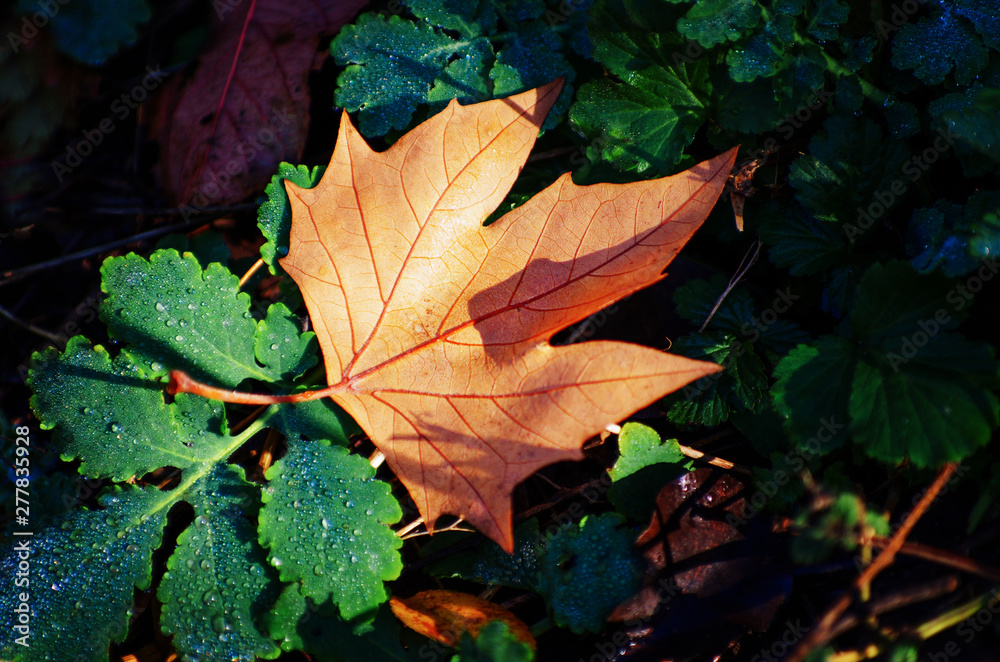Yellow maple leaf on the ground in autumn sunlight Yellow maple leaf on the ground in autumn sunlight