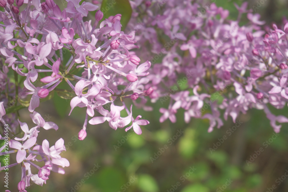 Beautiful violet lilac flowers background Beautiful violet lilac flowers background