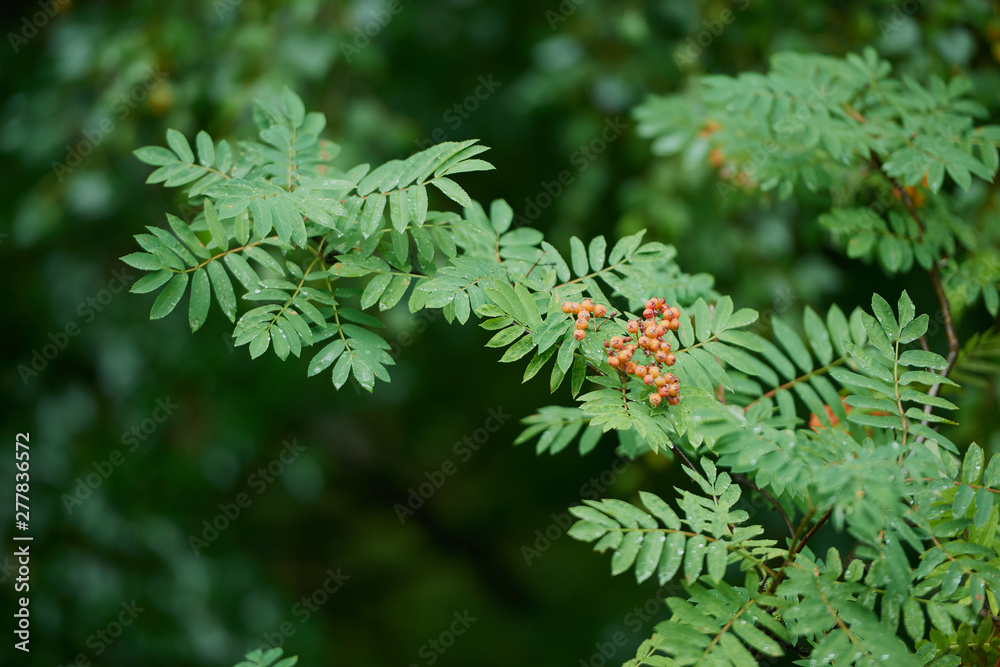 Branch with the berries of wild ash. Branch with the berries of wild ash.