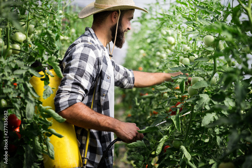 Man spraying tomato plant in greenhouse