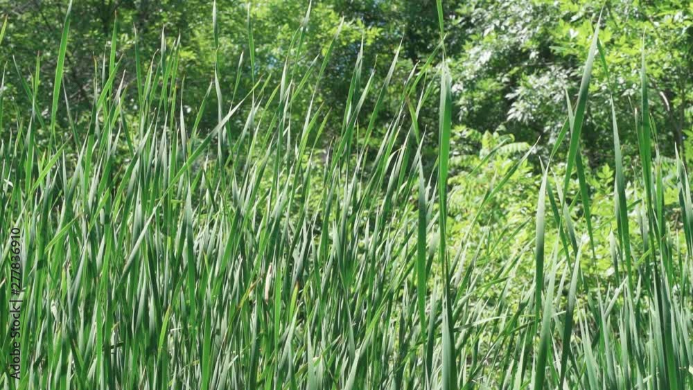 Long tall grass in a peaceful creek blowing gently in the breeze at 120 frames per second. Long tall grass in a peaceful creek blowing gently in the breeze at 120 frames per second.