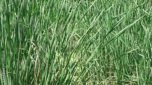 Large blue dragonfly taking off from long grasses in a peaceful creek in Herndon, Virginia, 120 frames per second. photo