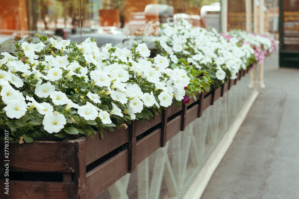 blooming white Petunia in a hanging retro planters on the street blooming white Petunia in a hanging retro planters on the street