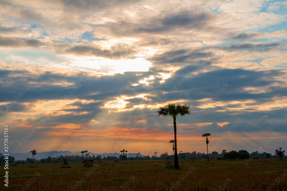 Evening weather, Silhouette sugar palm trees in the field with sun light are shone through the clouds look feel good.