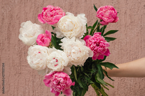 close up of white and pink peony buds floral abstract backdrop