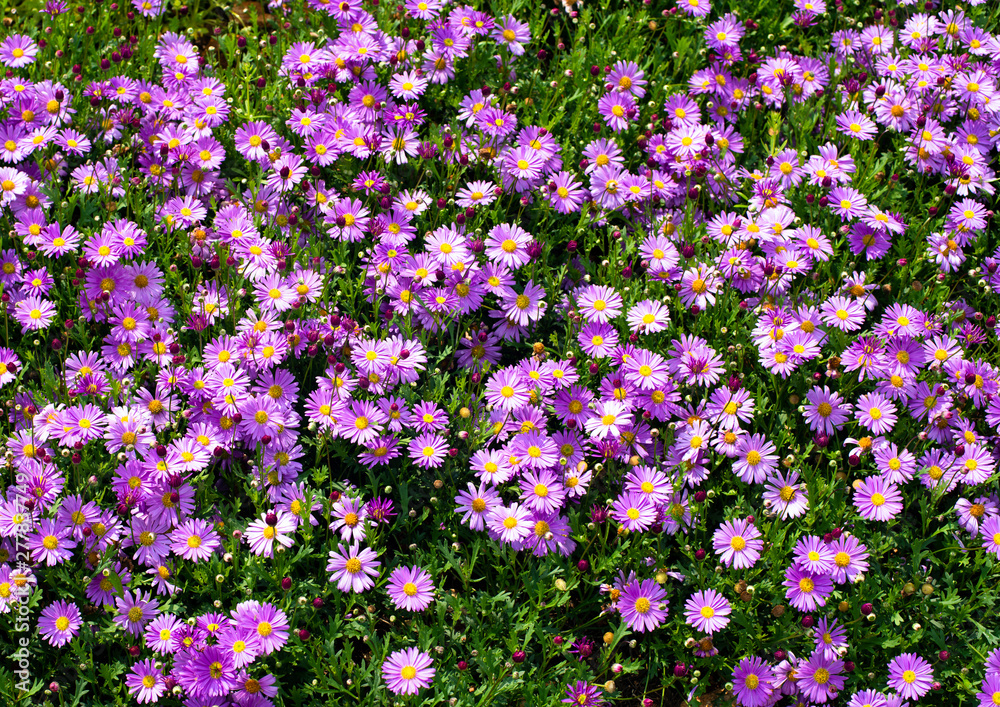 Obraz premium 菊の花