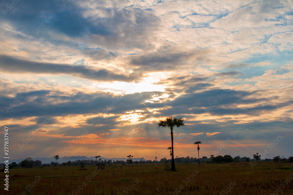 Obraz premium Evening weather, Silhouette sugar palm trees in the field with sun light are shone through the clouds look feel good.