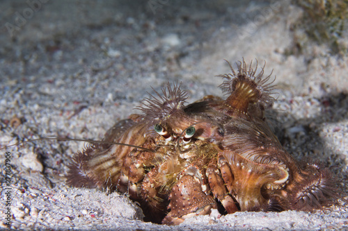 Billede på lærred Red Sea anemone hermit crab (Dardanus tinctor) covered with Hermit Crab anemones (Calliactis polypus) on the sandy bottom
