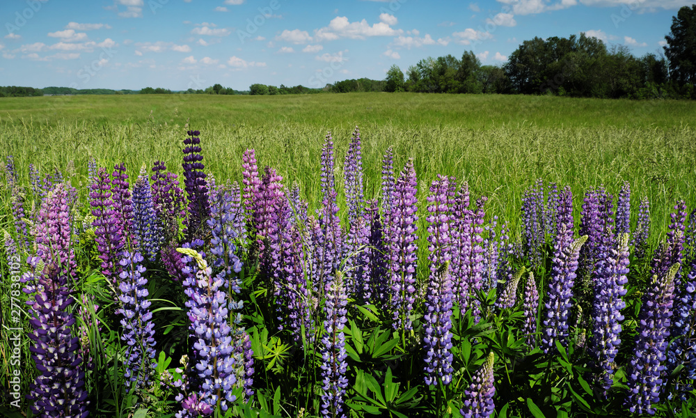 Fototapeta premium Field and lupins