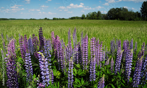 Field and lupins