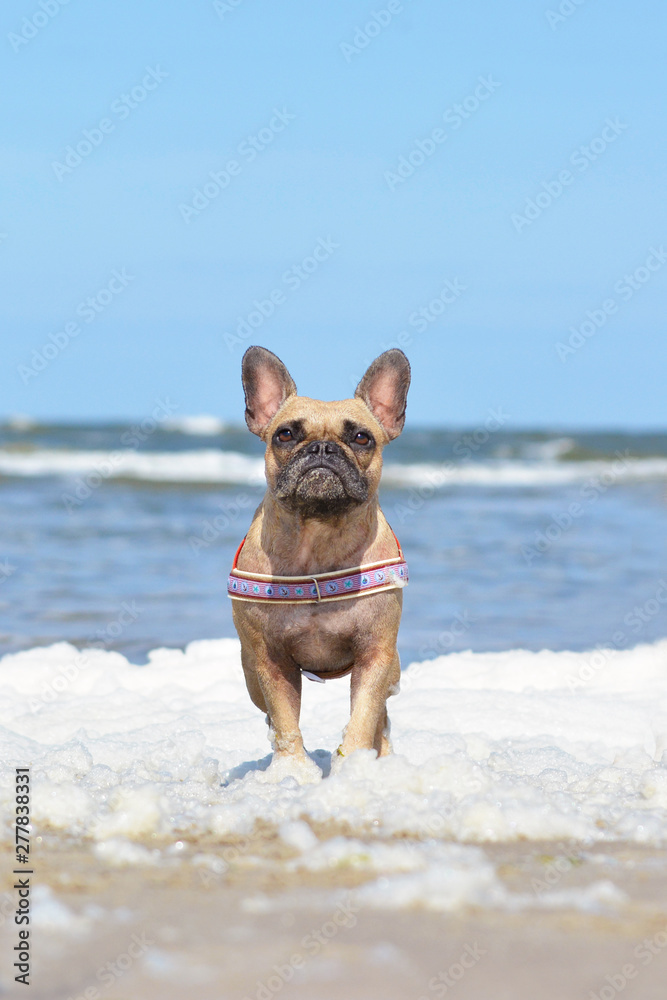 Small brown French Bulldog dog with maritime harness standing in sea foam at beach on a sunny summer day on vacation