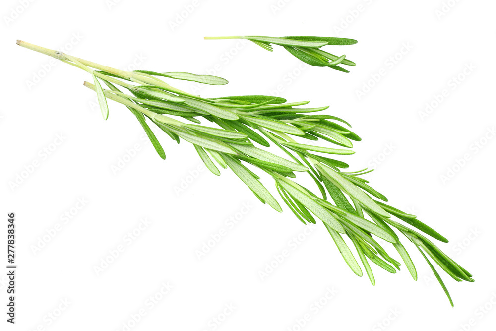 Fototapeta premium rosemary leaves isolated on white background. top view