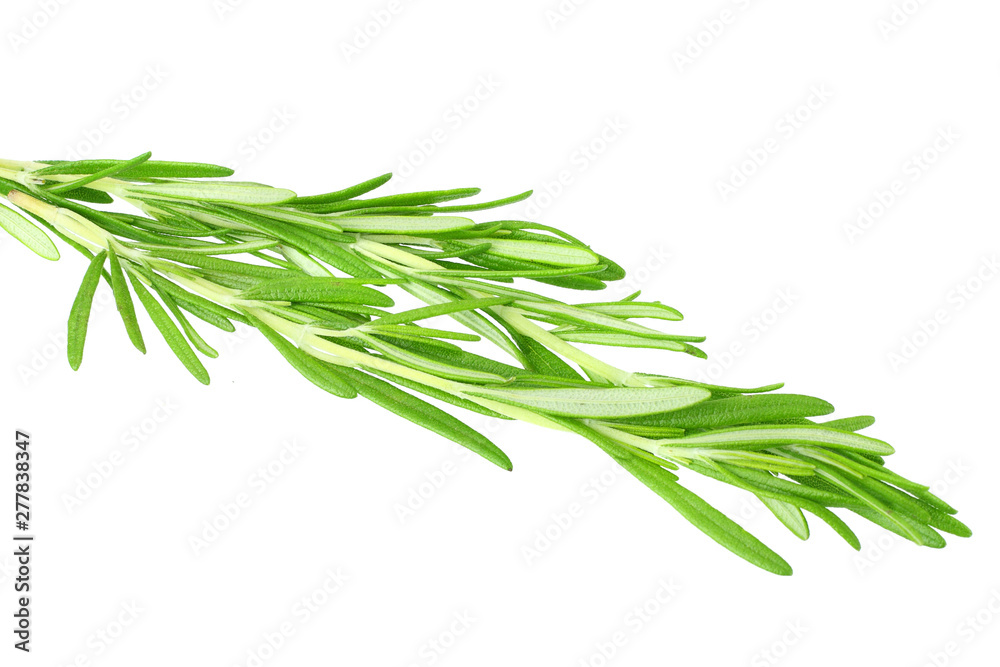 fresh rosemary leaves isolated on white background.