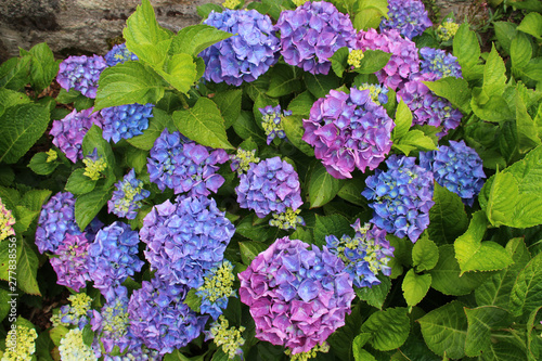 blooming hydrangea in brittany (france)
