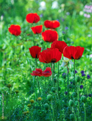 Flower poppy flowering on background poppies flowers.
