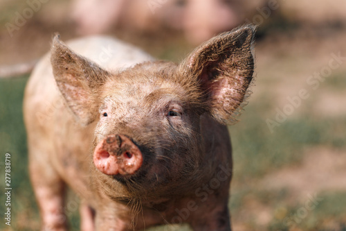 Portrait of a small dirty pig on the background of green grass. Livestock farm. © jonnyslav