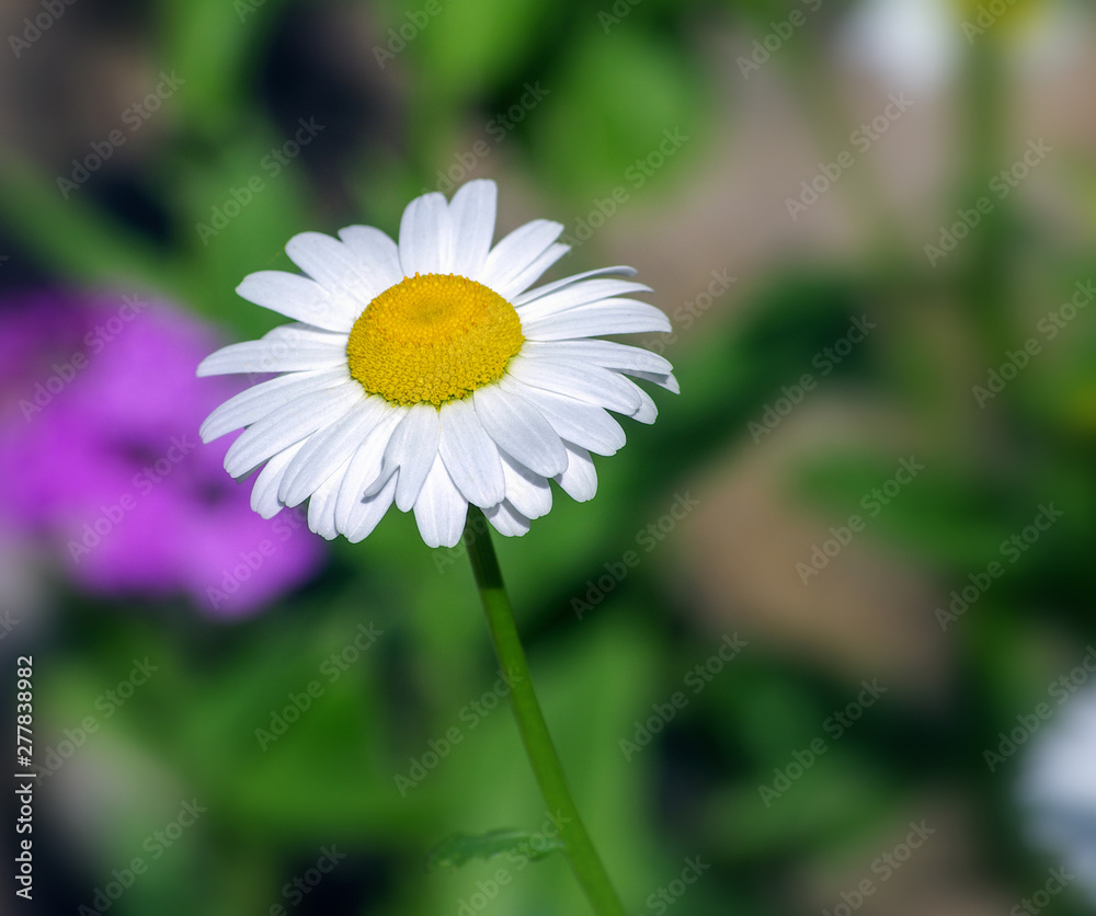 Beautiful chamomile growing in the meadow Beautiful chamomile growing in the meadow