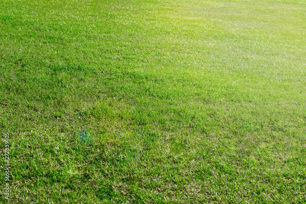 green fresh grass with perspective and Sunny . Textured background of grass green fresh grass with perspective and Sunny . Textured background of grass