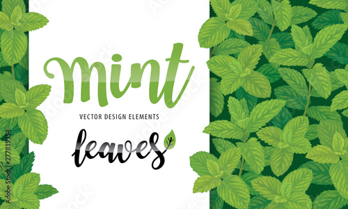 Green mint leaves on background template. Vector set of herbal element for advertising, packaging design, greeting card and fashion design.