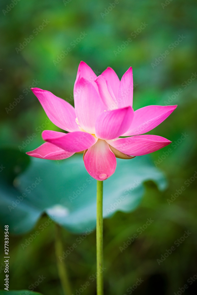 Beauty fresh pink lotus isolated in pond. Colorful of lotus, leaf and sunlight on background, Peace scene. Royalty high quality free stock image. Nation flower of Vietnam.