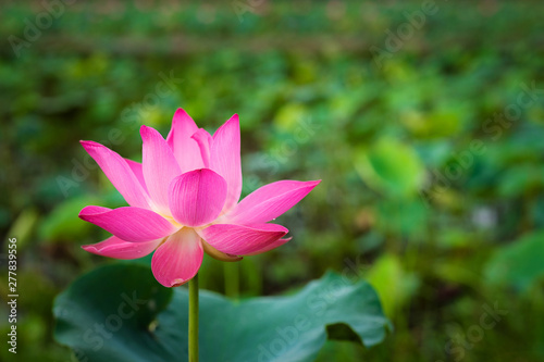 Beauty fresh pink lotus isolated in pond. Colorful of lotus  leaf and sunlight on background  Peace scene. Royalty high quality free stock image. Nation flower of Vietnam.
