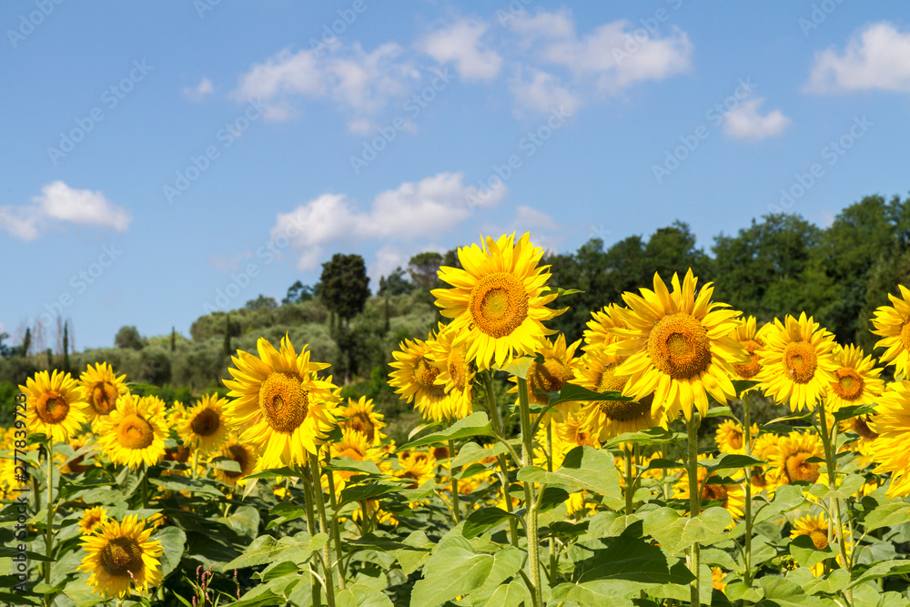 Cultivated lands near Florence: Growing of sunflower flowers in the midst of the fantastic Florentine countryside