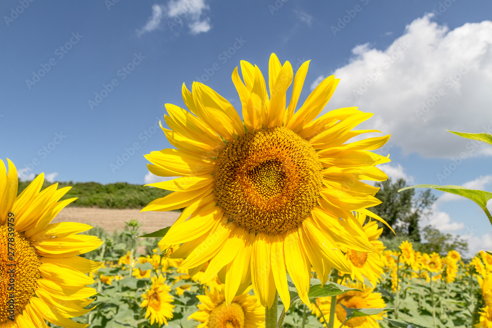 Fototapeta premium Cultivated lands near Florence: Growing of sunflower flowers in the midst of the fantastic Florentine countryside