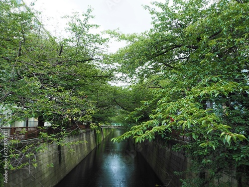 the Meguro river in Japan