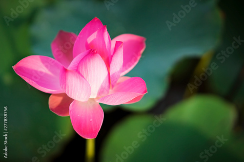 Beauty fresh pink lotus in middle pond. lotus bud  leaf  and sunlight on background. Peace scene in countryside of Vietnam. Royalty high quality free stock image. 