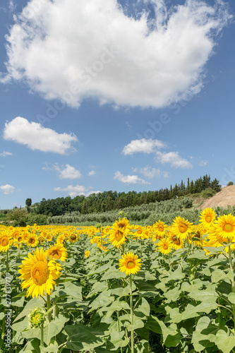 Cultivated lands near Florence: Growing of sunflower flowers in the midst of the fantastic Florentine countryside © jacopo