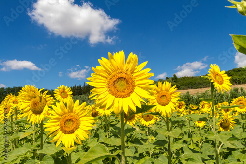 Cultivated lands near Florence  Growing of sunflower flowers in the midst of the fantastic Florentine countryside