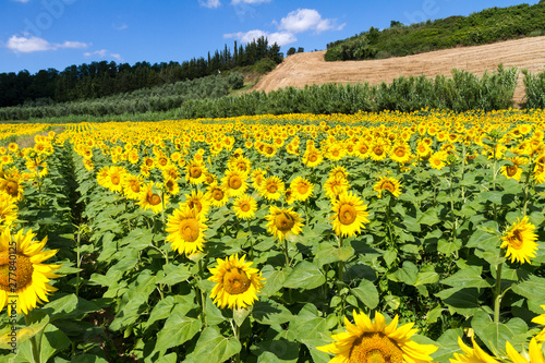 Cultivated lands near Florence  Growing of sunflower flowers in the midst of the fantastic Florentine countryside