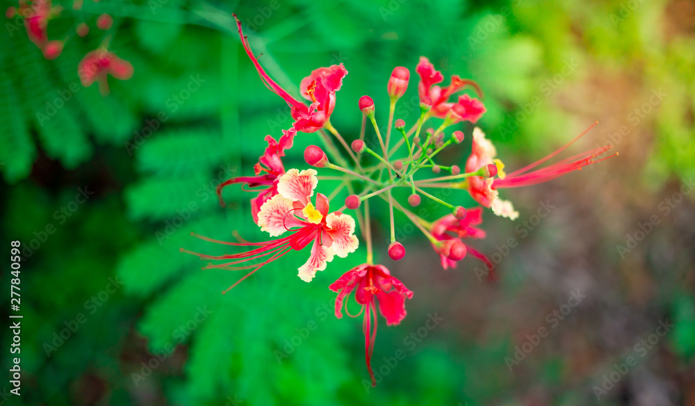 Beautiful flower in the garden on blurred background Beautiful flower in the garden on blurred background