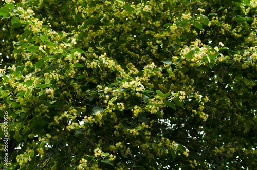 linden blossom closeup, melliferous flowers photo