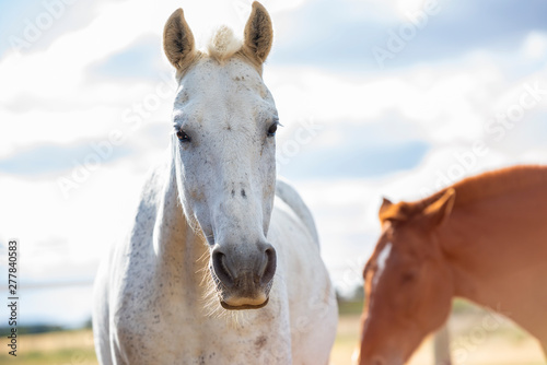 Portrait of a white grey horse on a farm, looking at camera, and an alazan horse behind. Horizontal. No people. Copyspace.