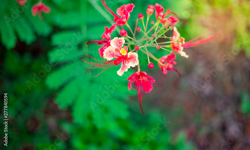 Beautiful flower in the garden on blurred background