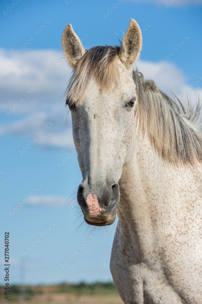 Obraz premium Portrait of a white grey horse looking at camera. Blue sky. Vertical. No people. Copyspace.
