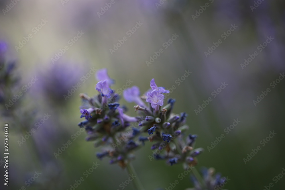 Obraz premium Lavendelblüte